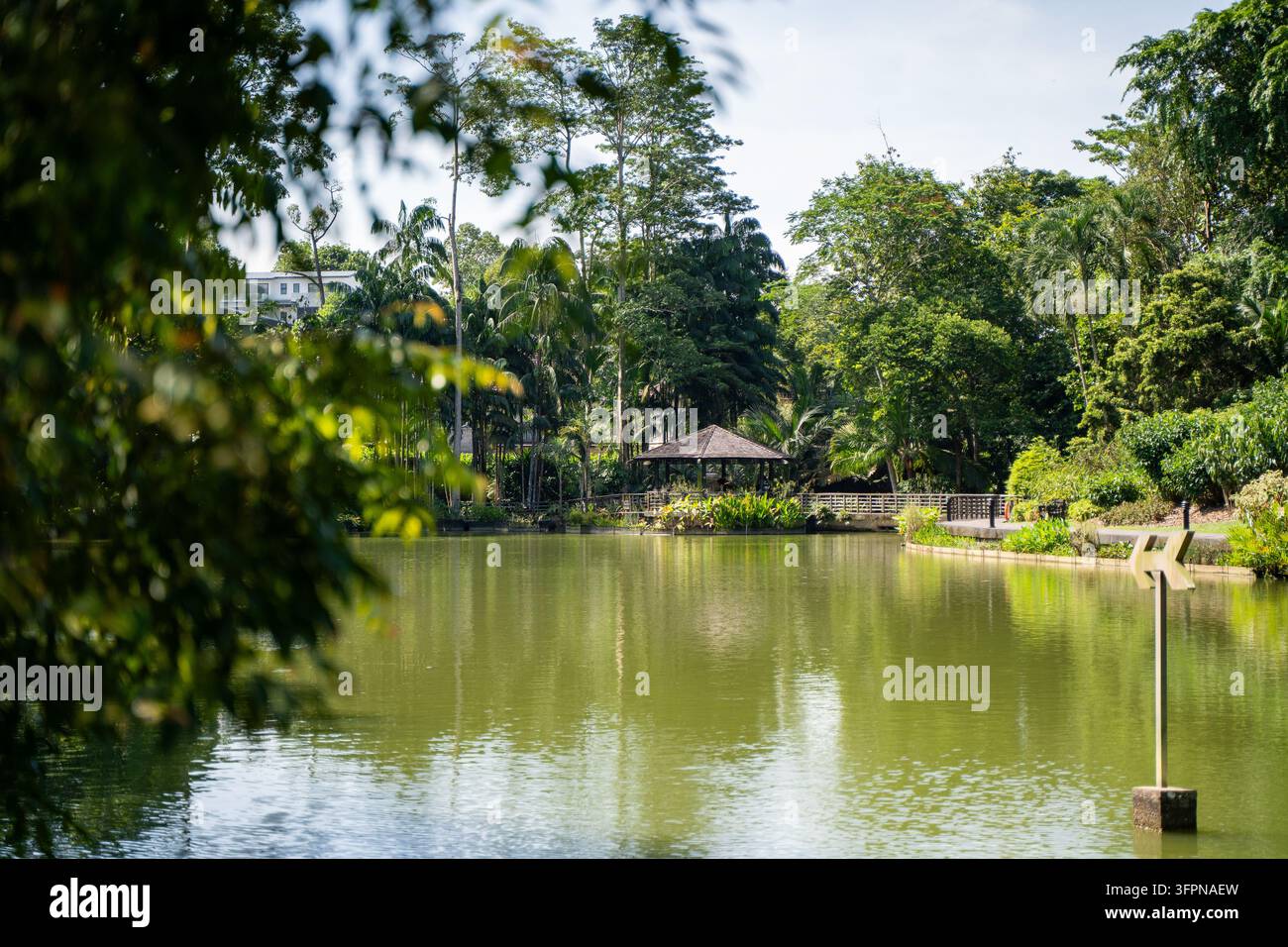 Ein ruhiger See, eingerahmt von tropischen Bäumen im Botanischen Garten von Singapur Stockfoto