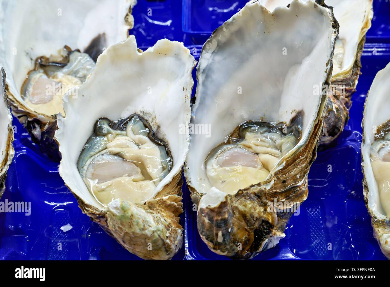 Nahaufnahme von großen geöffneten Muscheln, die pralles Fleisch und raue Schalen zeigen, frische Meeresfrüchte. Sydney Australien Stockfoto