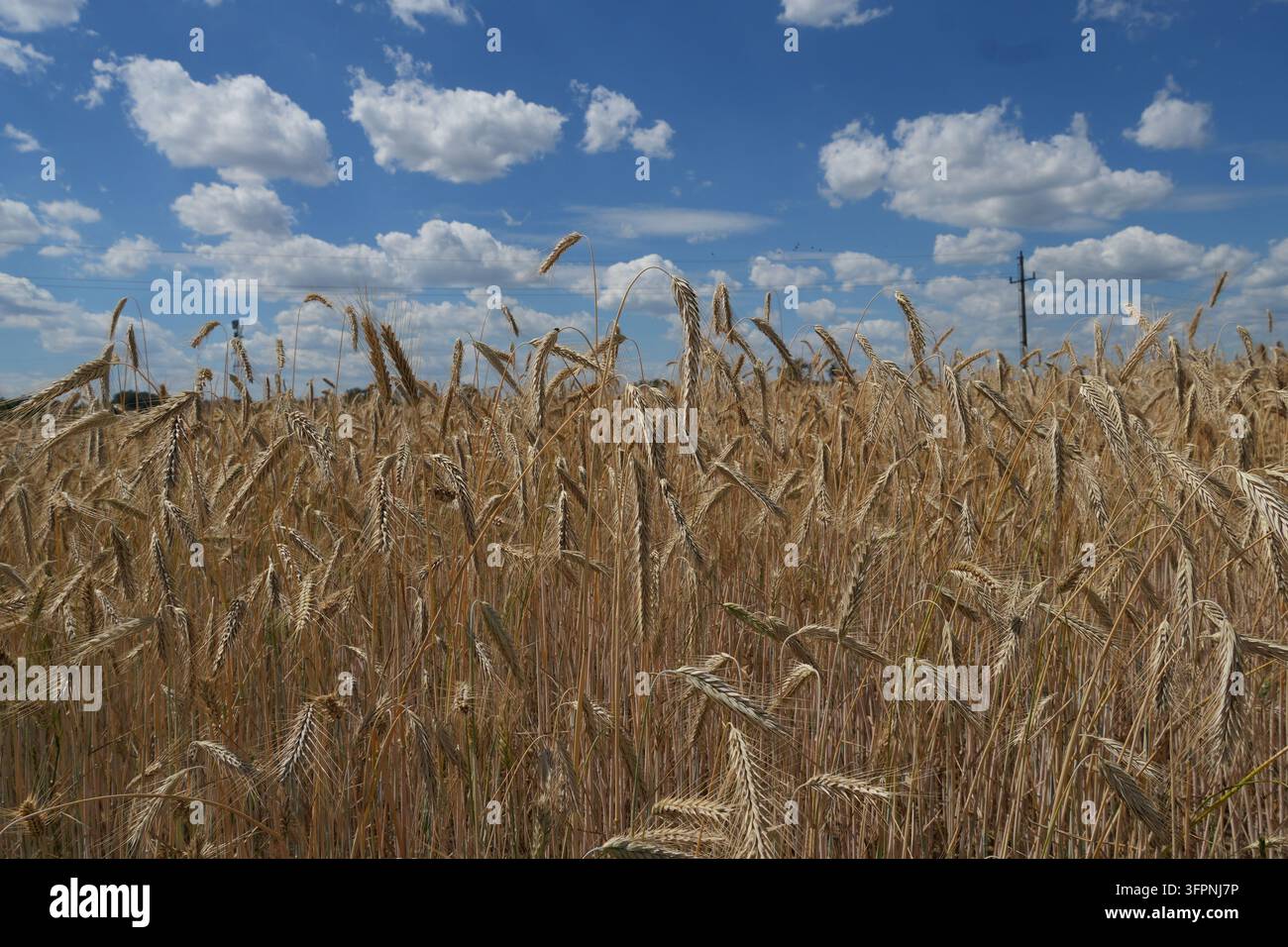 Reife Getreideähren wachsen in einem goldenen Getreidefeld unter einem blauen Himmel mit vereinzelten weißen Wolken und Stromleitungen Stockfoto