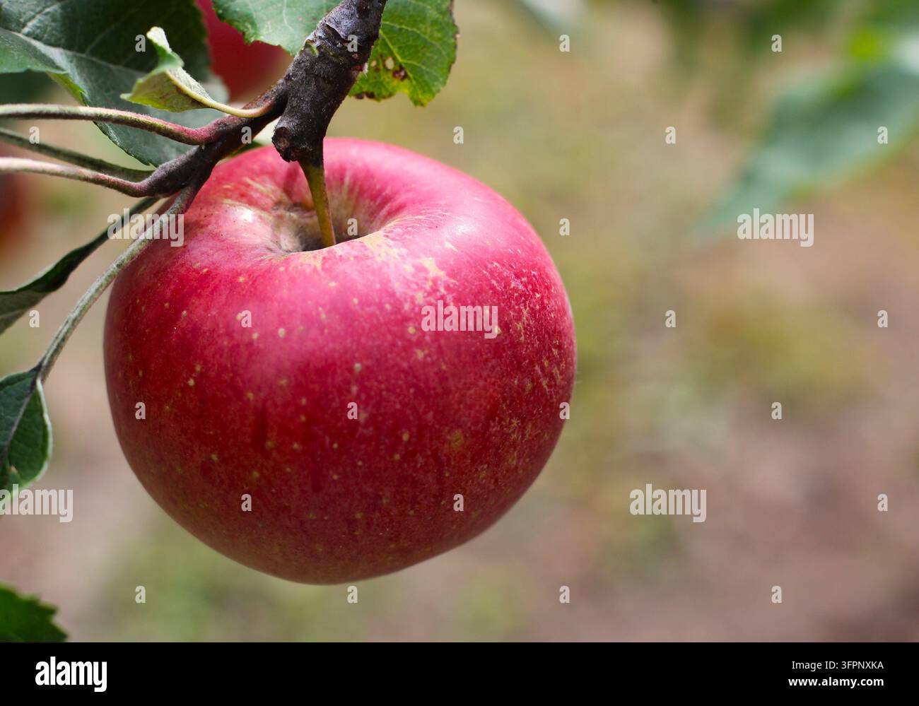 Frischer roter Bio-Äpfel, der an einem Ast hängt Stockfoto