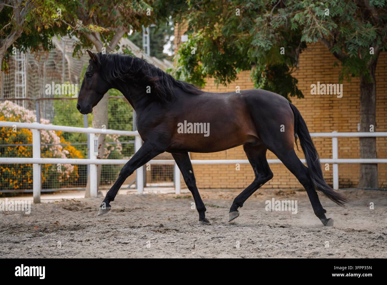 Porträt eines schönen, frei laufenden reinen spanischen Brauner Pferdes. Stockfoto