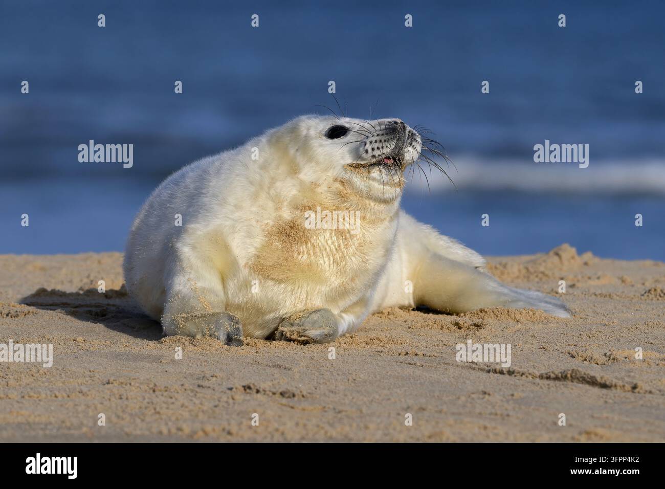 Atlantik-Grausiegel, Halichoerus grypus, junges Jungtier - Stockfoto