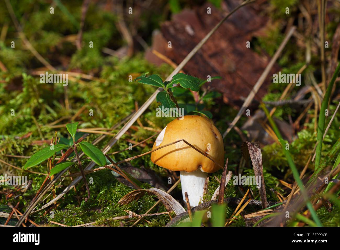 Kleiner Waldbodenpilz, der in moosigem Waldboden wächst Stockfoto
