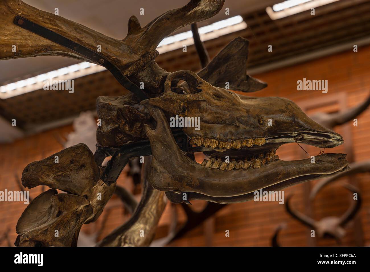 Fossilisiertes Skelett des Megaloceros giganteus zeigt riesige Struktur eines Schädels eines ausgestorbenen Hirsches neben beeindruckenden Geweihen Stockfoto