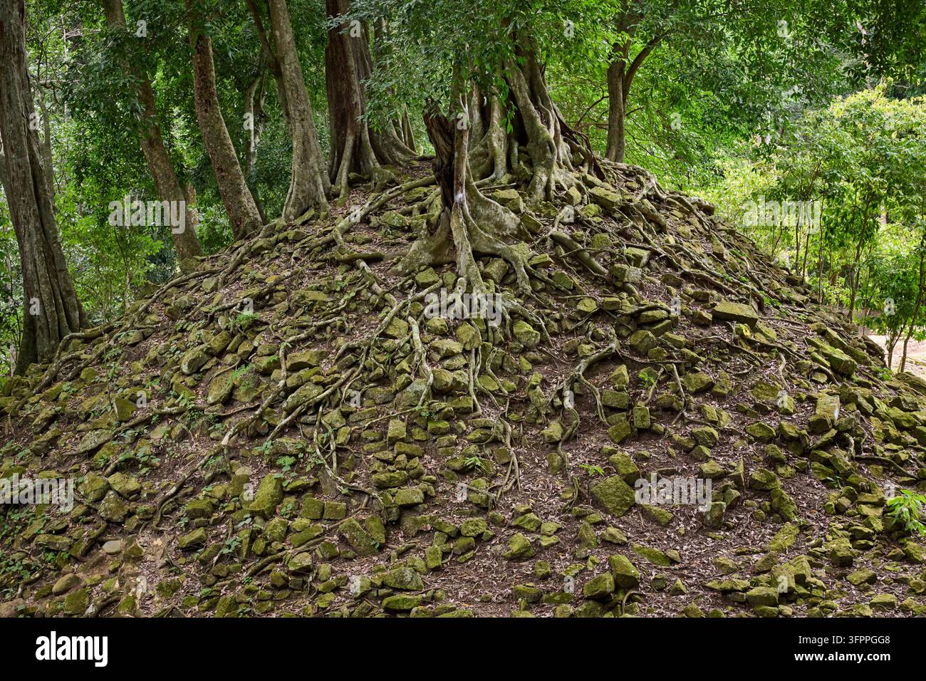une ausgegrabene Pyramide in den Maya-Ruinen von Copán, Copán, Honduras, Mittelamerika Stockfoto