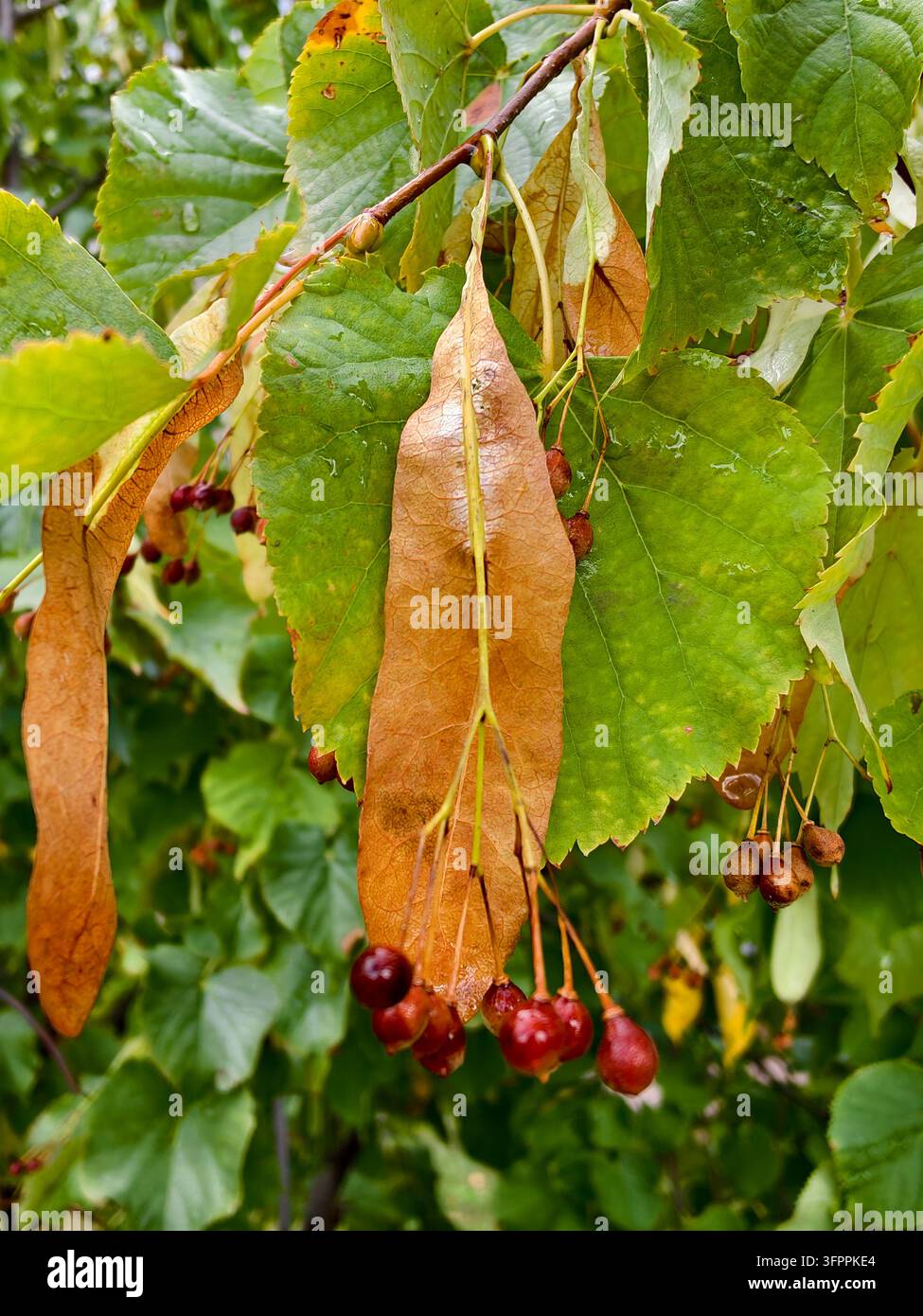 Eine detaillierte Makrofotografie von reifen Lindenbaum-Samen (Tilia) und kleinen nussartigen Früchten, die an ihren blassen Brakteen befestigt sind. Die Pflanze ist mit Frischem bedeckt. Stockfoto