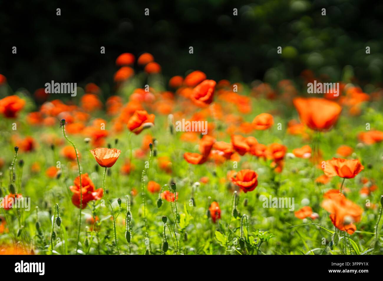 Papaver rhoeas, Mohnblume oder Kornmohn, mit lebhaften scharlachroten Blüten, die über einer üppigen grünen Sommermwiese aufragen, in warmem Licht aufgenommen. Stockfoto
