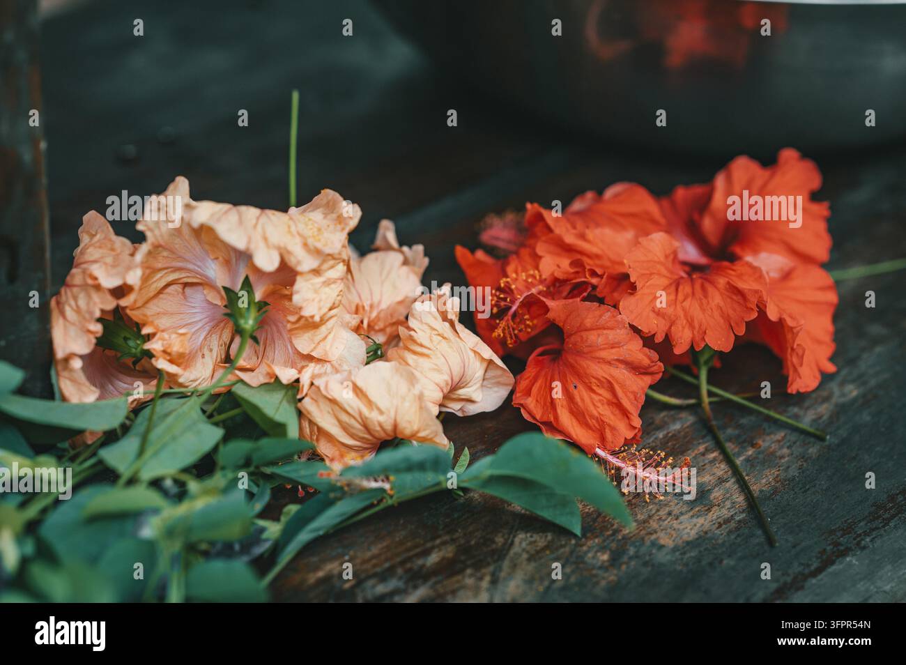 Ansicht von lebendigen pfirsichfarbenen und roten Hibiskusblüten, die auf einer dunklen Holzoberfläche in Puerto Viejo de Talamanca, Provinz Limon, Costa Rica ruhen. Stockfoto