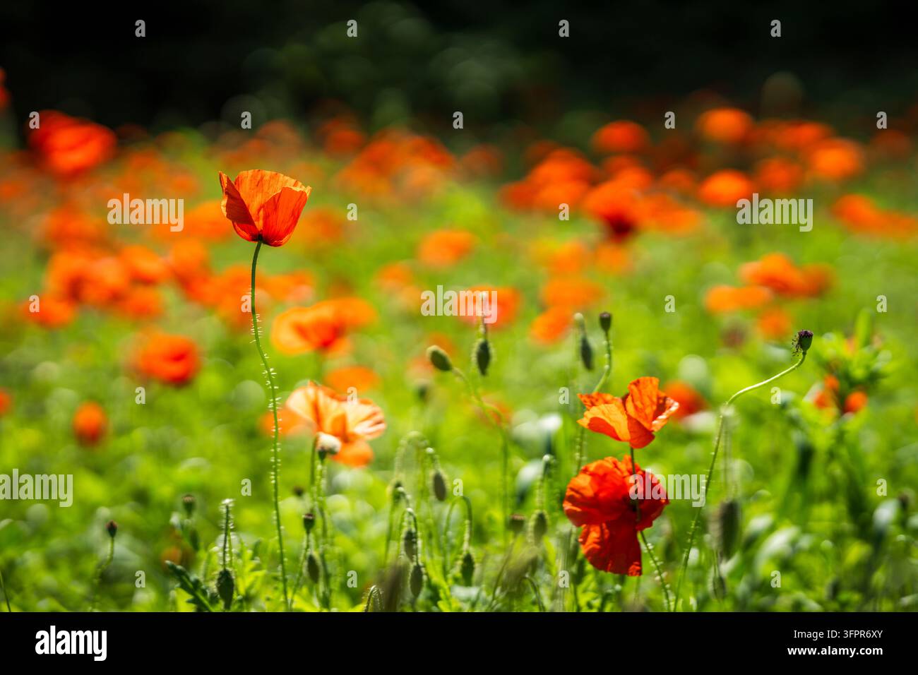 Papaver rhoeas, Mohnblume oder Kornmohn, mit lebhaften scharlachroten Blüten, die über einer üppigen grünen Sommermwiese aufragen, in warmem Licht aufgenommen. Stockfoto