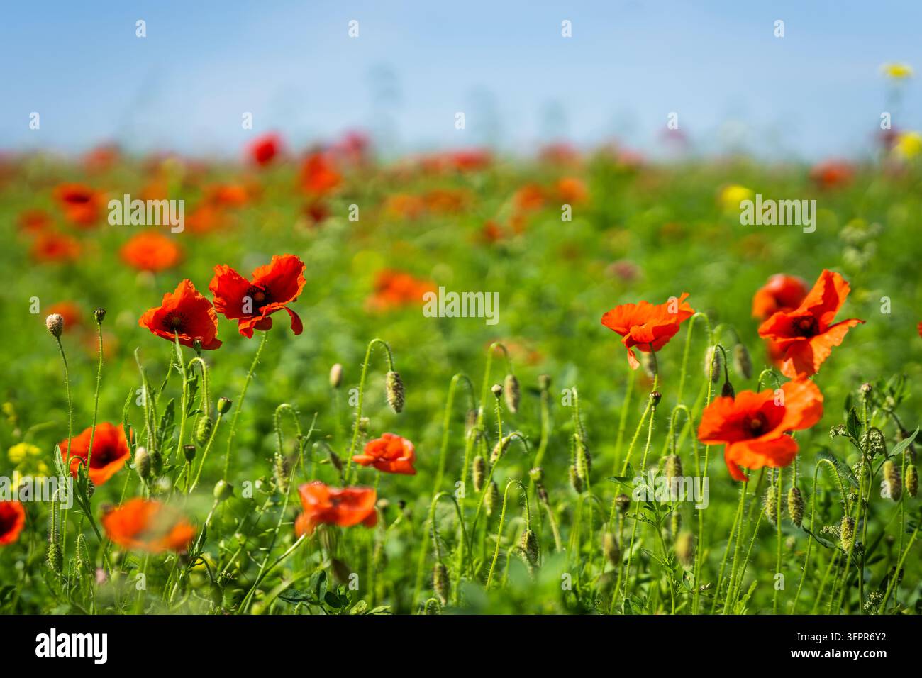 Papaver rhoeas, Mohnblume oder Kornmohn, mit lebhaften scharlachroten Blüten, die über einer üppigen grünen Sommermwiese aufragen, in warmem Licht aufgenommen. Stockfoto