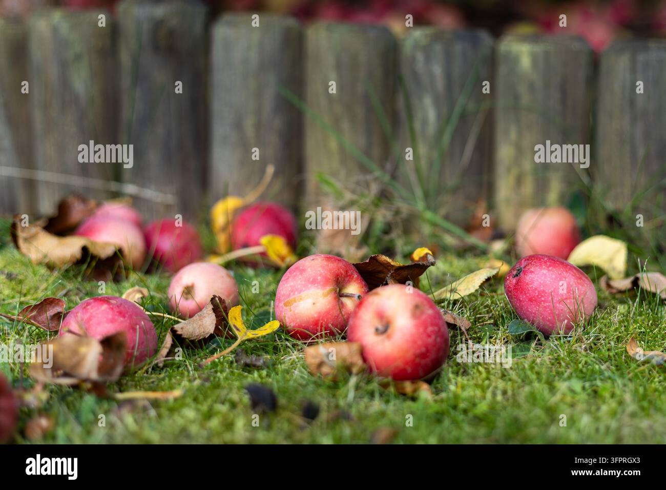 Rote gefallene Äpfel liegen verstreut auf grünem Gras zwischen trockenen Herbstblättern. Reife biologische Obsternte ruht auf moosigem Boden nahe einer hölzernen Grenze. Stockfoto