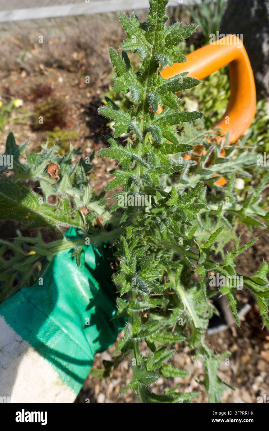 Stachelschwezel, Gewöhnlicher Distel, Speerdistel (Cirsium vulgare, Cirsium lanceolatum), von Hand gepflückte Distel, gehalten von einem Hobbygärtner, Deutschland Stockfoto