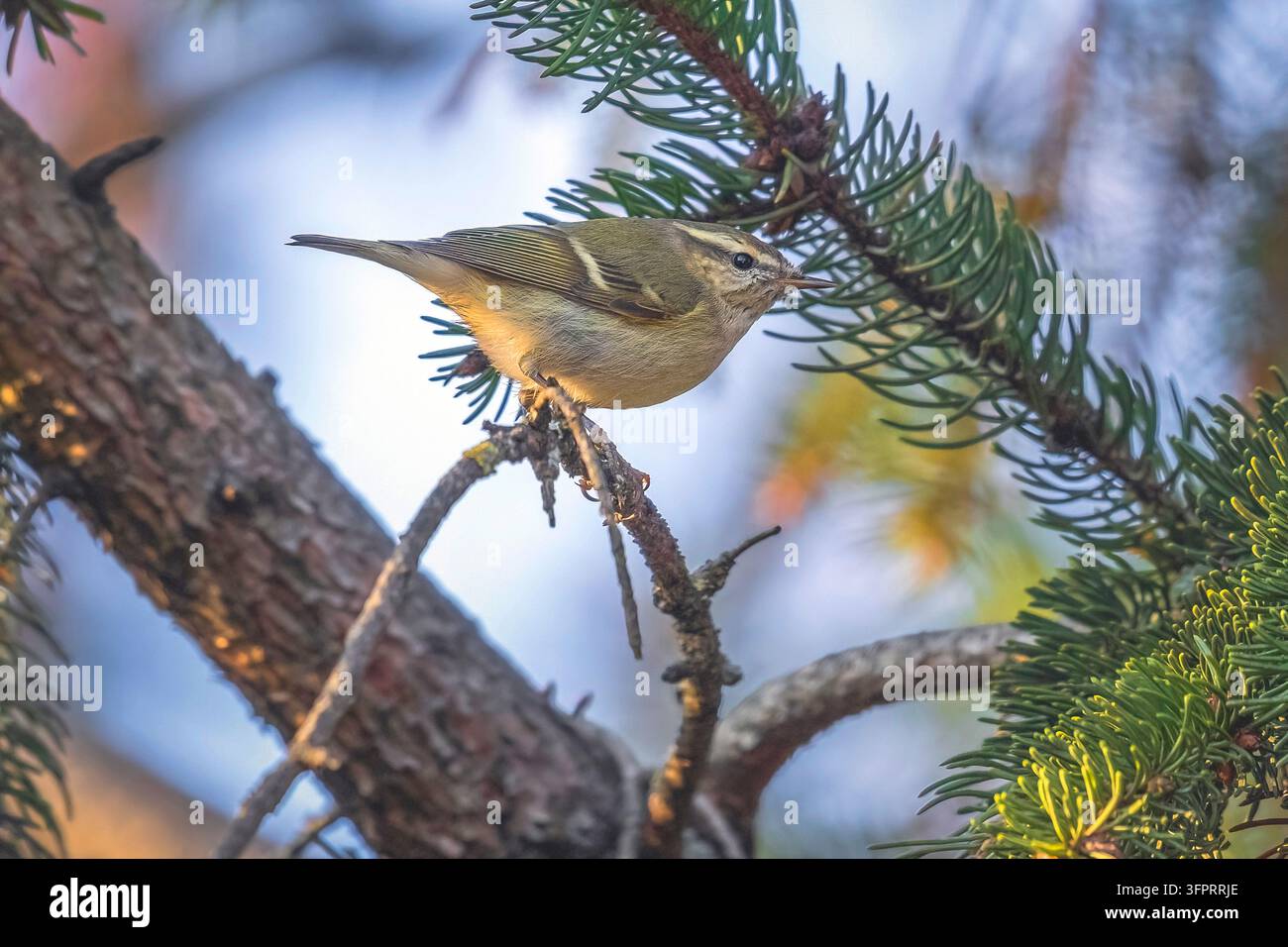 Humes Gelbschwirbler (Phylloscopus humei humei, Phylloscopus humei), der auf einem Baum in Artselaar, Belgien, Antwerpen sitzt Stockfoto