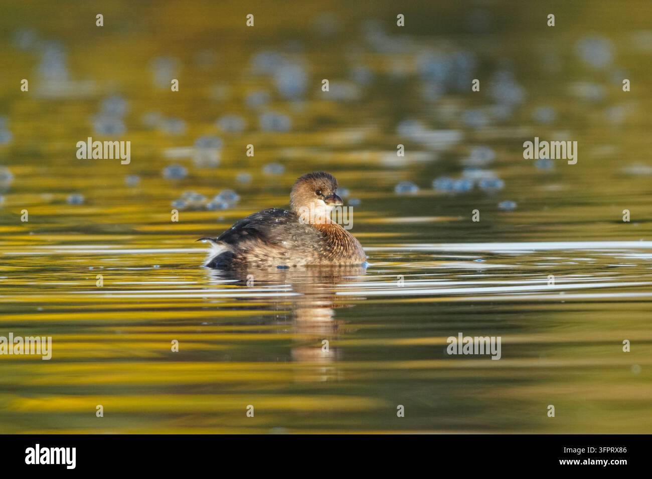 Pied – abgerechnet Grebe (Podilymbus Podiceps) auf dem Wasser Stockfoto