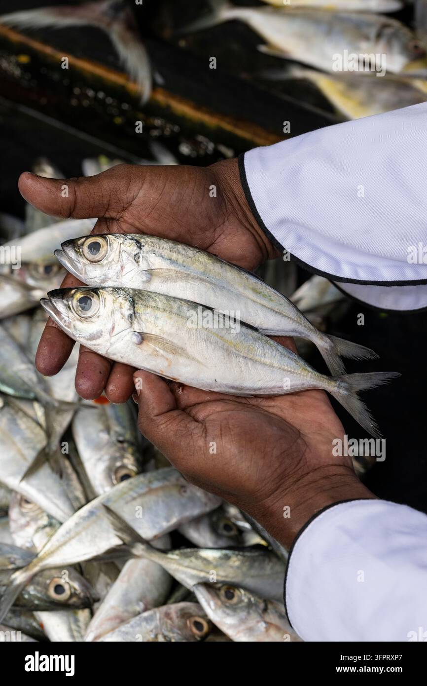 Chefs Hände wählen Fisch am Galle Fish Market, Galle, Sri Lanka Stockfoto