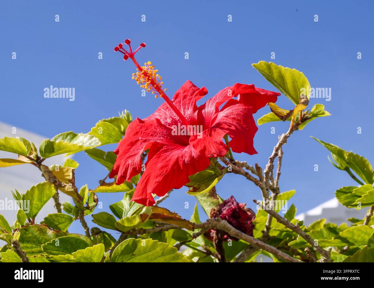 Rote Hibiskusblüten, Stockfoto