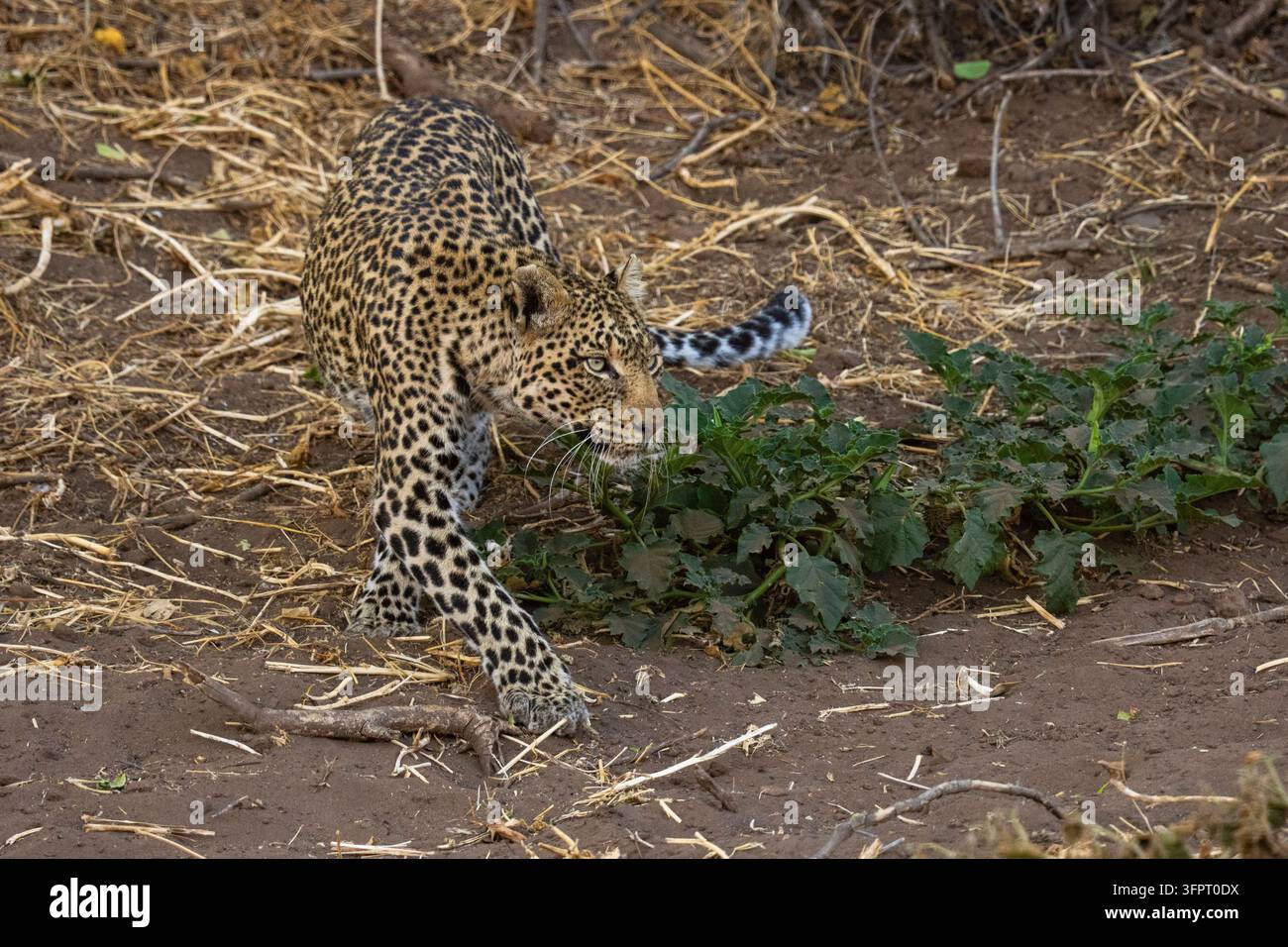 Leopard (Panthera pardus), Mashatu, Botswana Stockfoto