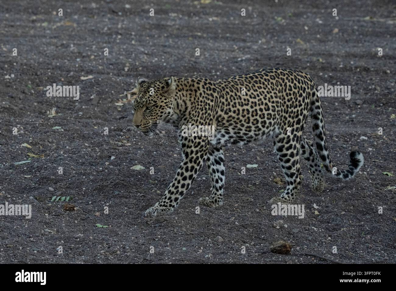 Leopard (Panthera pardus), Mashatu, Botswana Stockfoto