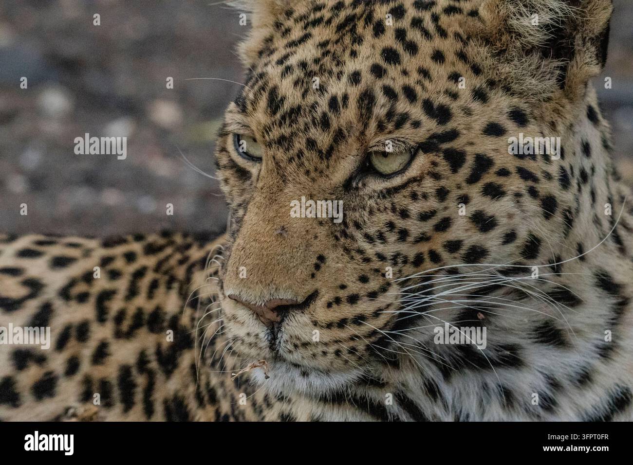 Leopard (Panthera pardus), Mashatu, Botswana Stockfoto