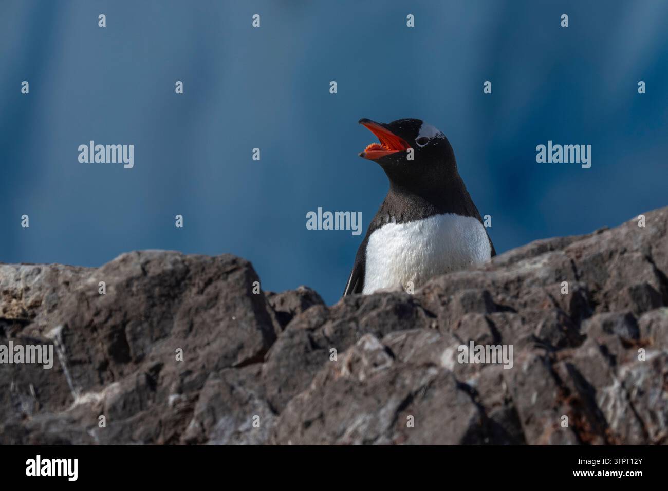 Pinguin (Pygoscelis papua), Neko Harbour, Antarktis Stockfoto