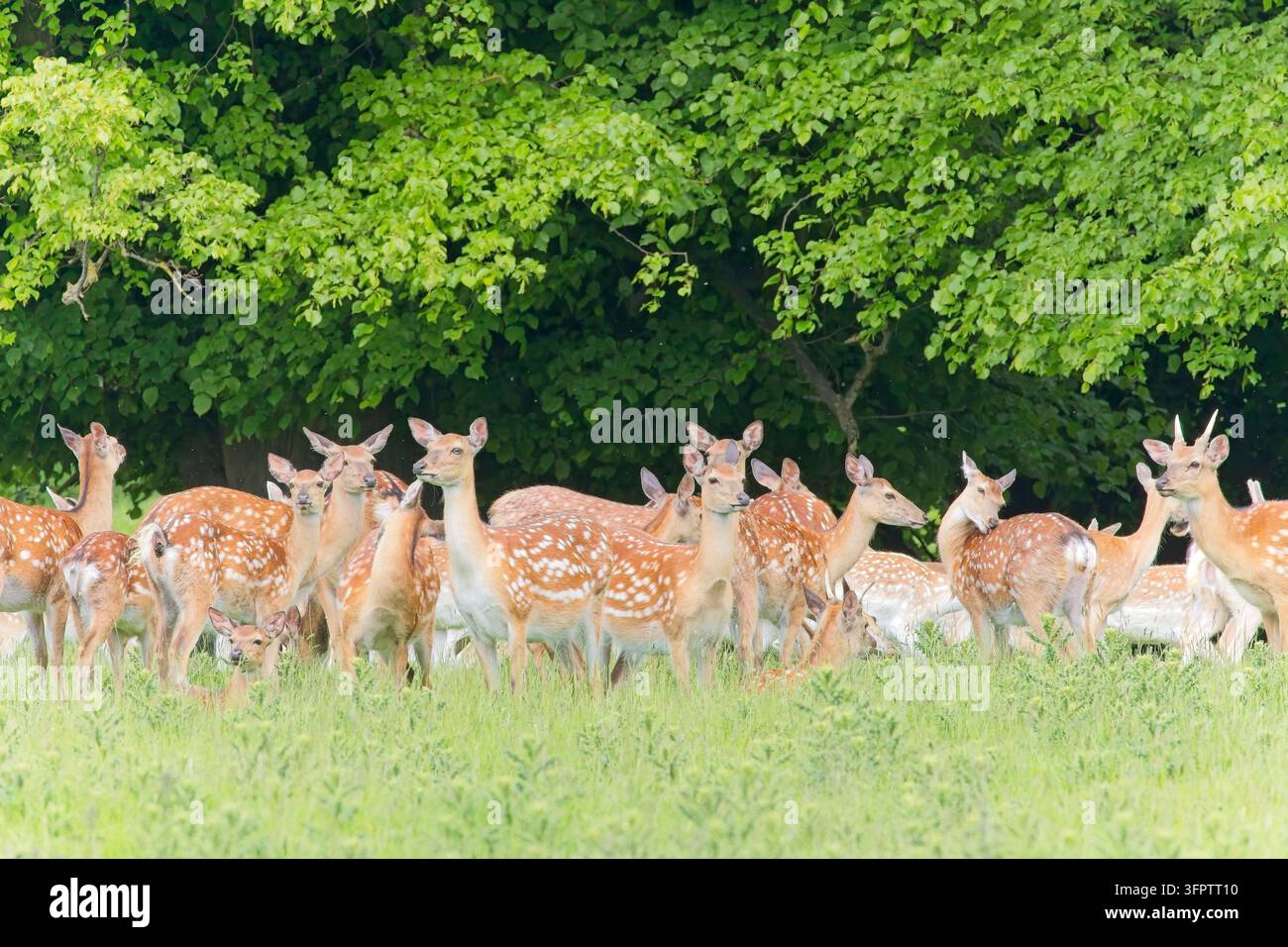 Eine große, dichte Gruppe von gesprenkelten Damhirschen und Hirschen steht wachsam zusammen auf einer grasbewachsenen Wiese entlang einer lebendig grünen Waldbaumreihe, Wildtiere. Stockfoto