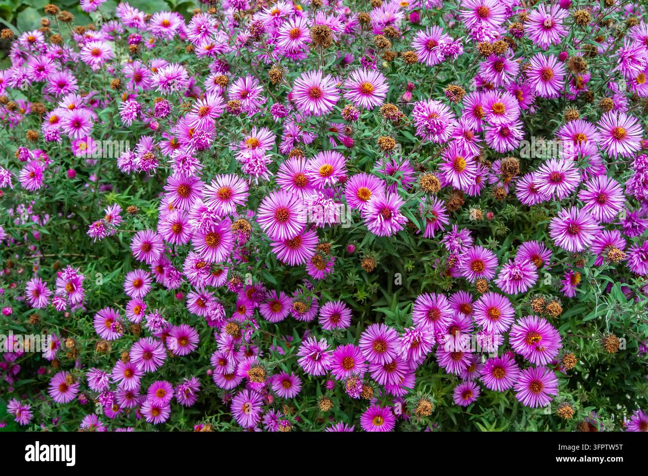 Ein großer Strauch mit vielen Asterblüten. Herbstblüte von rosa Asterblüten im Garten. Stockfoto