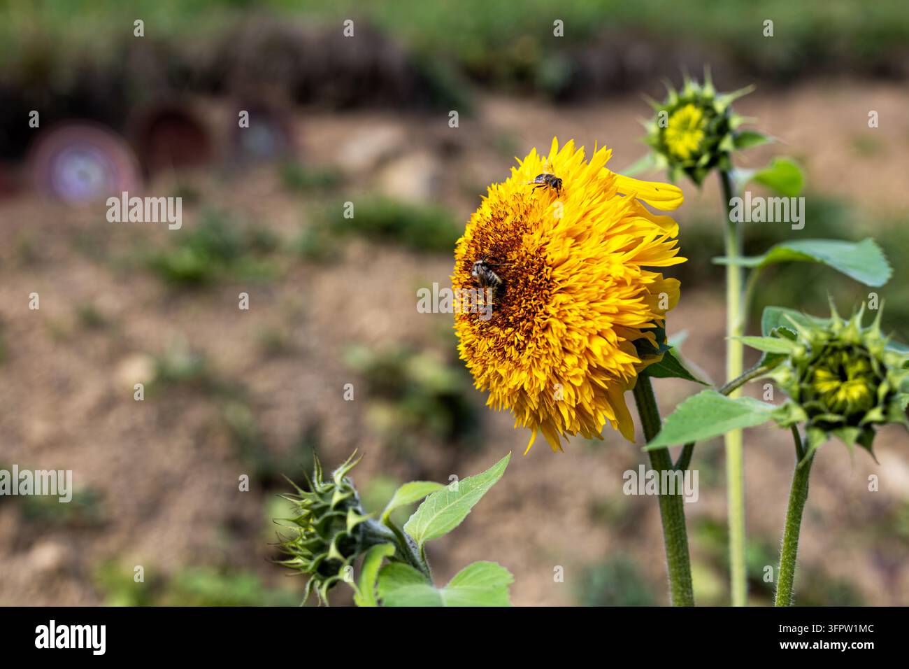 Nahaufnahme einer blühenden gelben Sonnenblume mit zwei Bienen, die Pollen und Nektar in einem Sommergarten sammeln, lebendige goldene Blütenblätter und grüne Knospen vor einem Stockfoto