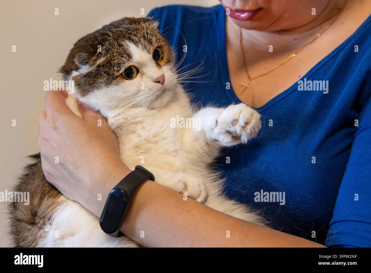 Nahaufnahme einer süßen Scottish-Fold-Katze mit großen runden Augen, die in den Armen einer Frau zu Hause gehalten wird, bezauberndes flauschiges Haustier mit gefalteten Ohren und weißen Pfoten, das es genießt Stockfoto