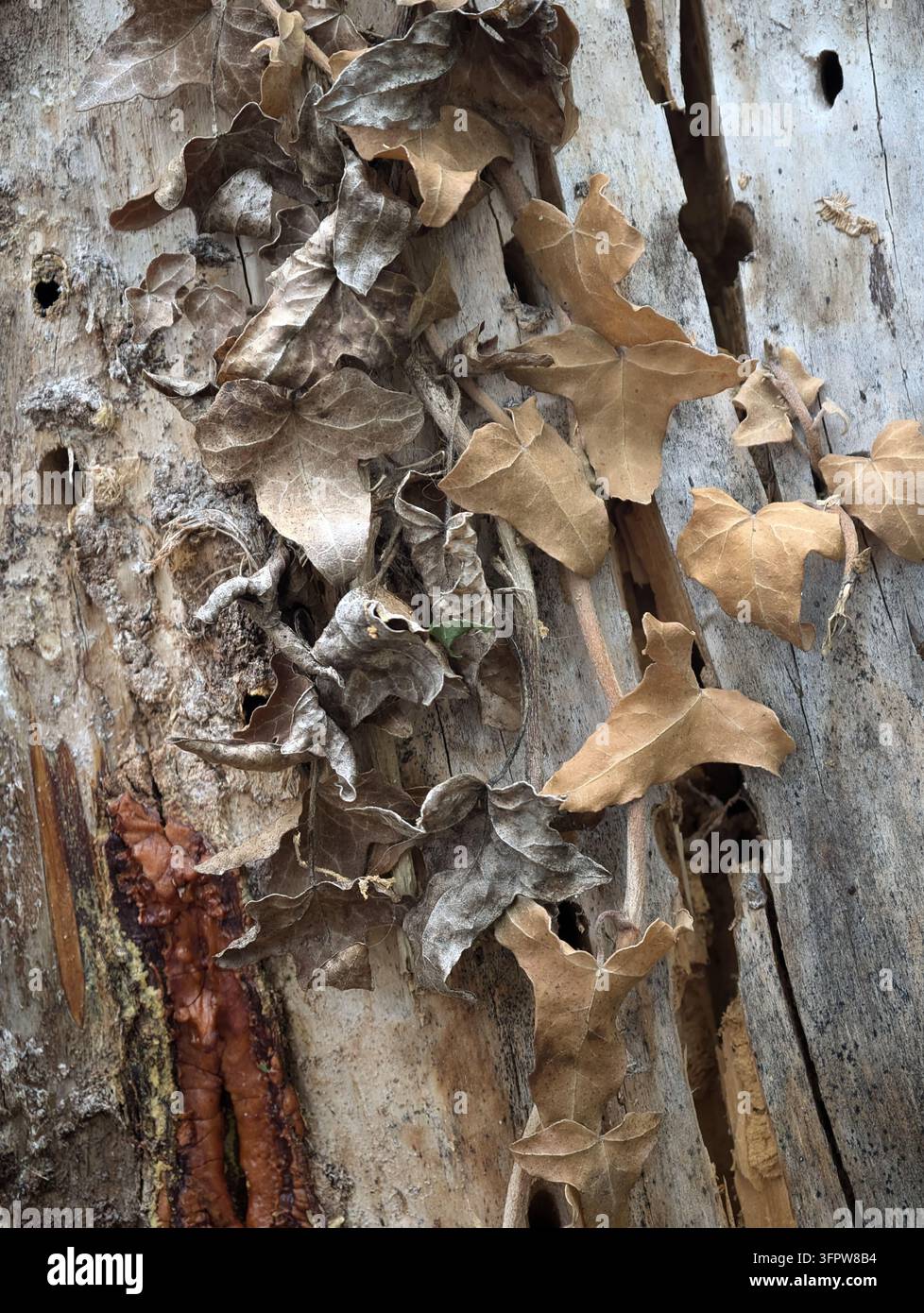 Getrocknete Efeublätter haften an verwitterter Baumrinde und rissigem Holz und zeigen eine raue organische Textur in gedämpften Braun-, Grau- und Sepiatönen. Nahaufnahme von rustikalem Stockfoto