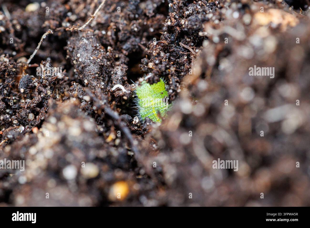 Grüne Pieris-Raupe, die sich in einem polnischen Garten im Boden versteckt Stockfoto
