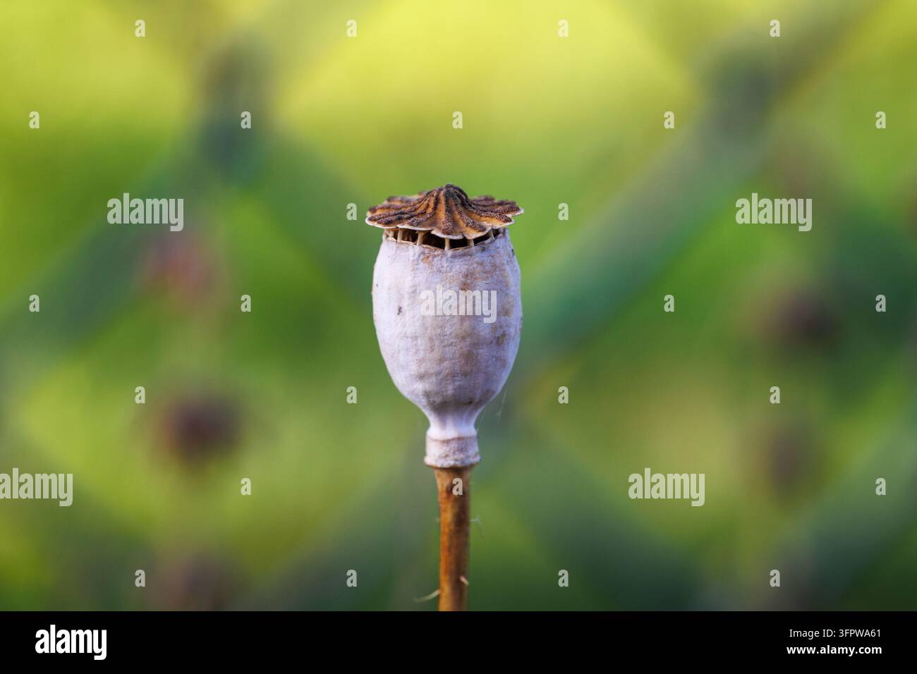 Getrocknete Mohnkapsel an einem Stängel, Polen Stockfoto