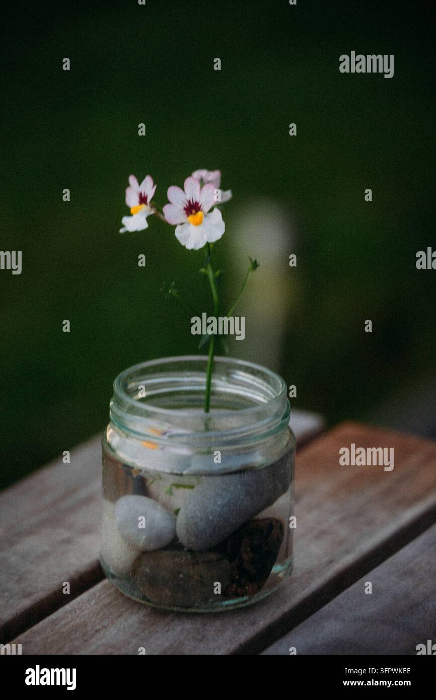 Kleine Blumen im Glas mit Steinen und Wasser Stockfoto