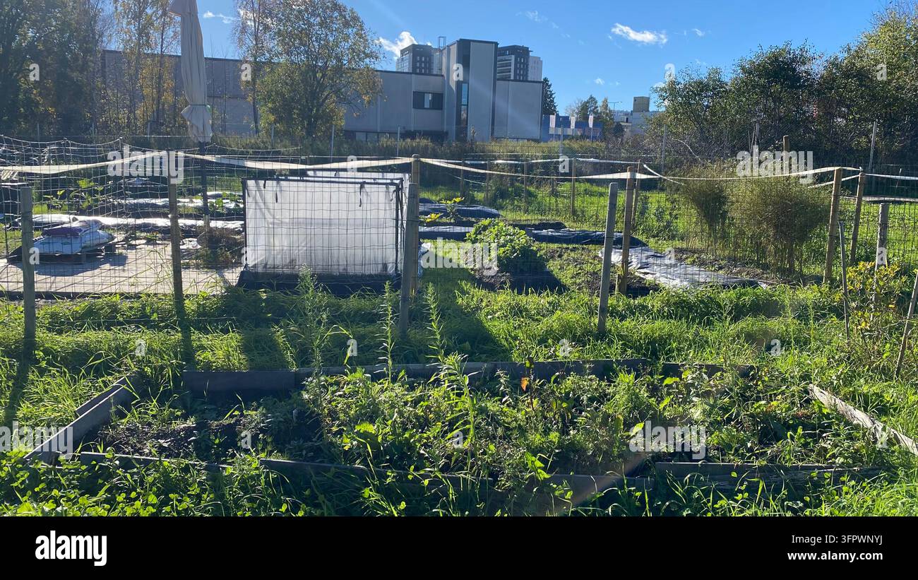 Städtischer Gemeinschaftsgarten mit eingezäunten Gemüsebeeten, Hochbeeten und modernen Gebäuden im Hintergrund an einem sonnigen Herbsttag Stockfoto
