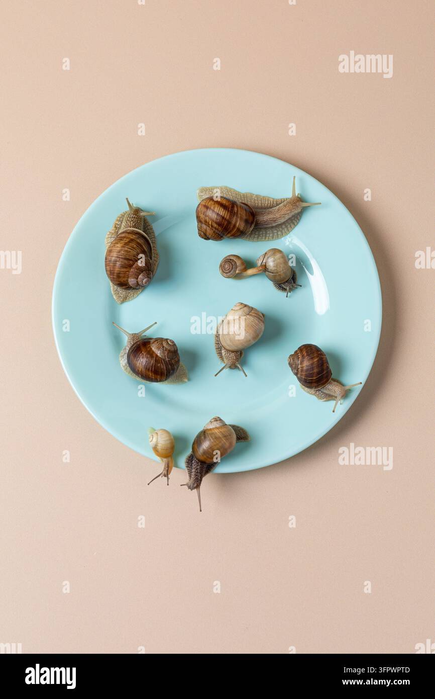 Viele Gartenschnecken kriechen auf einem blauen Teller Stockfoto