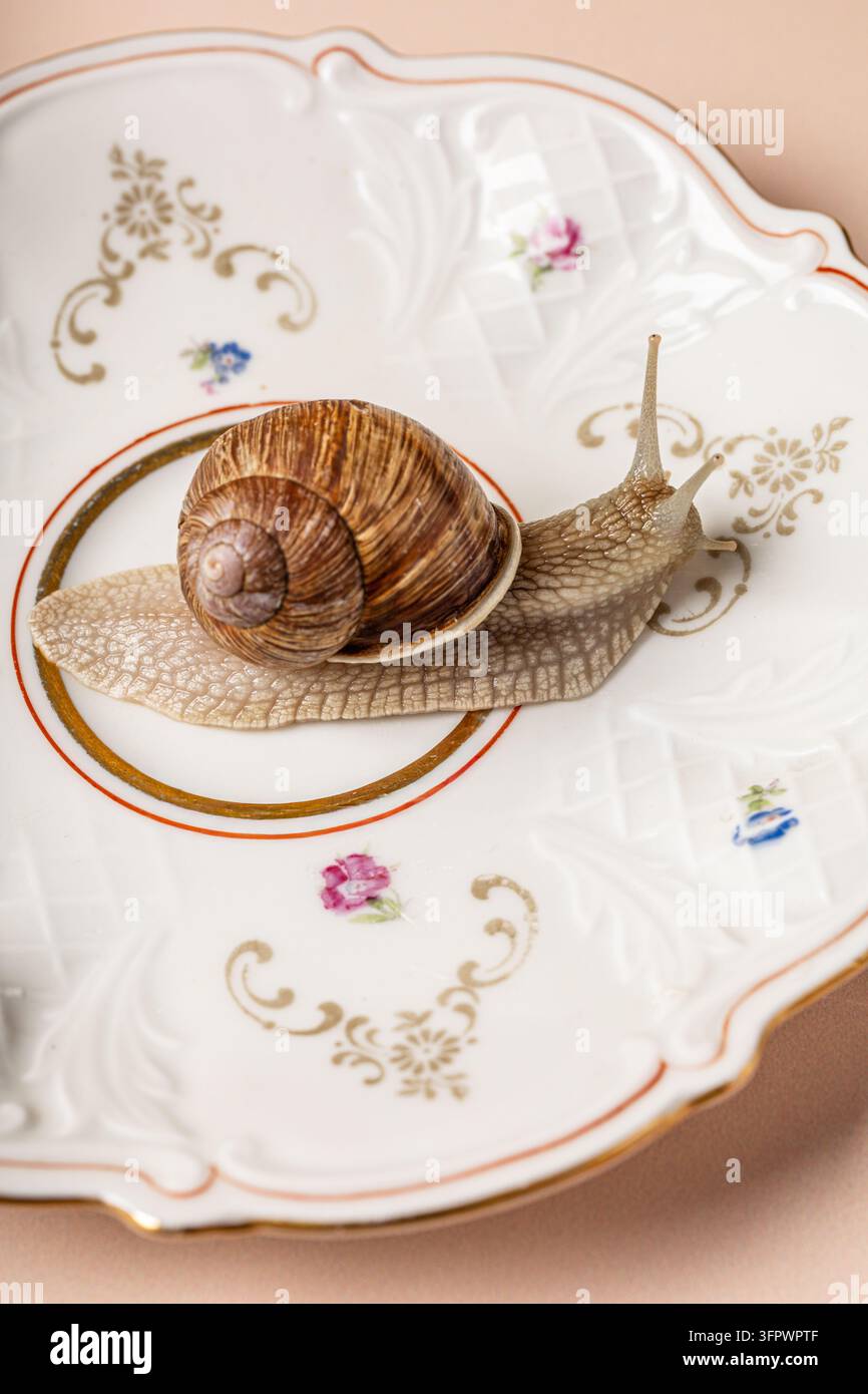 Makro mit lebender Schnecke, die über einen schicken Porzellanteller kriecht Stockfoto