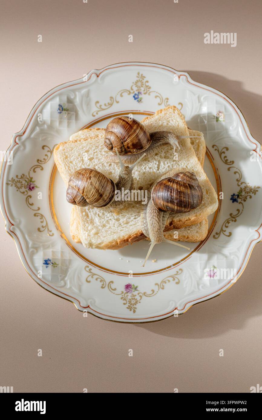 Drei Schnecken kriechen auf Weißbrot auf einem schicken Teller Stockfoto