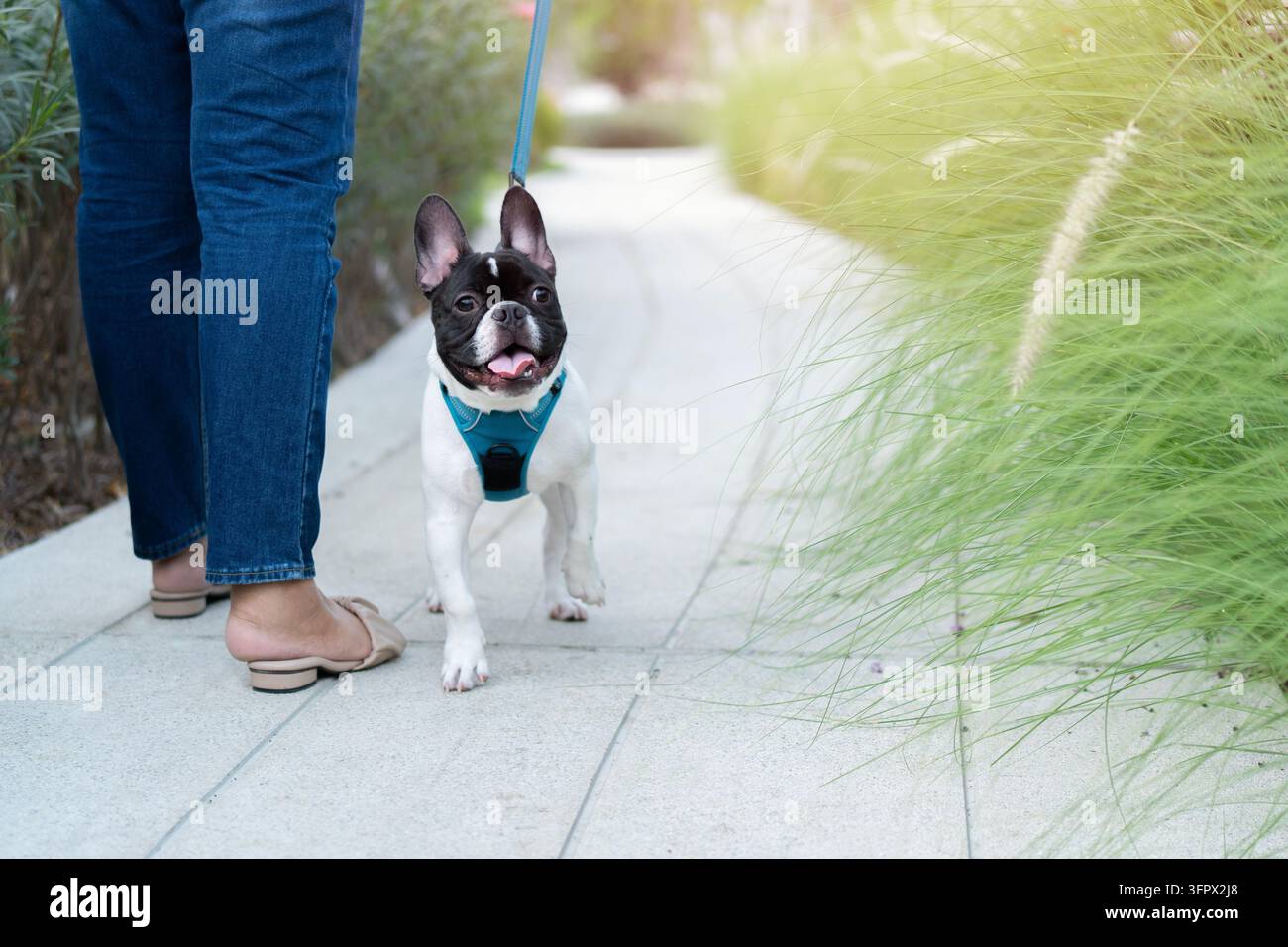 Französischer Bulldogge mit Hundeleinen steht mit einer Person und geht im Garten im warmen Licht am Abend Stockfoto