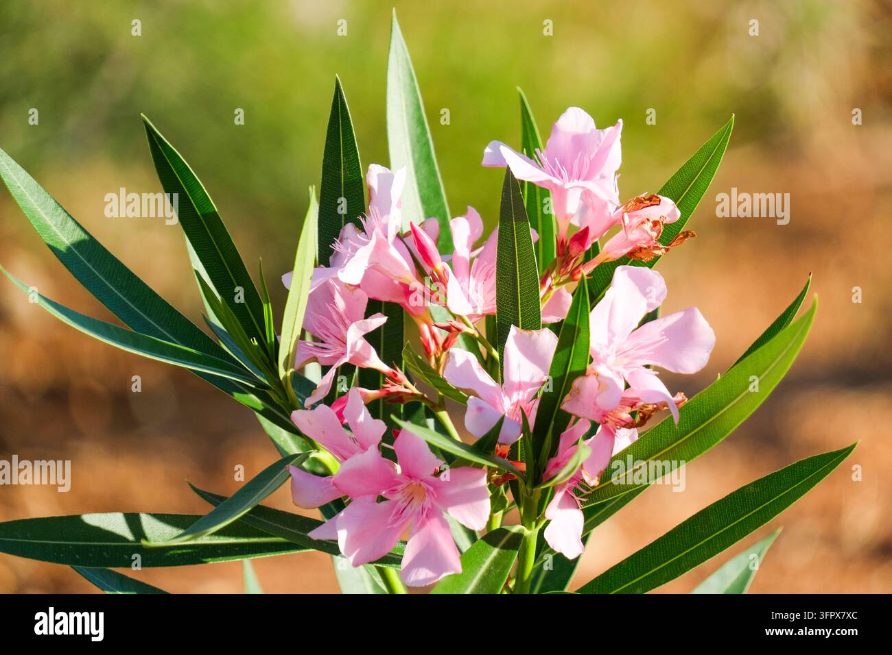 Rosa Oleanderblüten erblühen zwischen langen, schmalen Blättern. Die gebüschten Blüten haben zarte, sich überlappende Blütenblätter. Oleanderblüten eignen sich für botanische Sommer Stockfoto