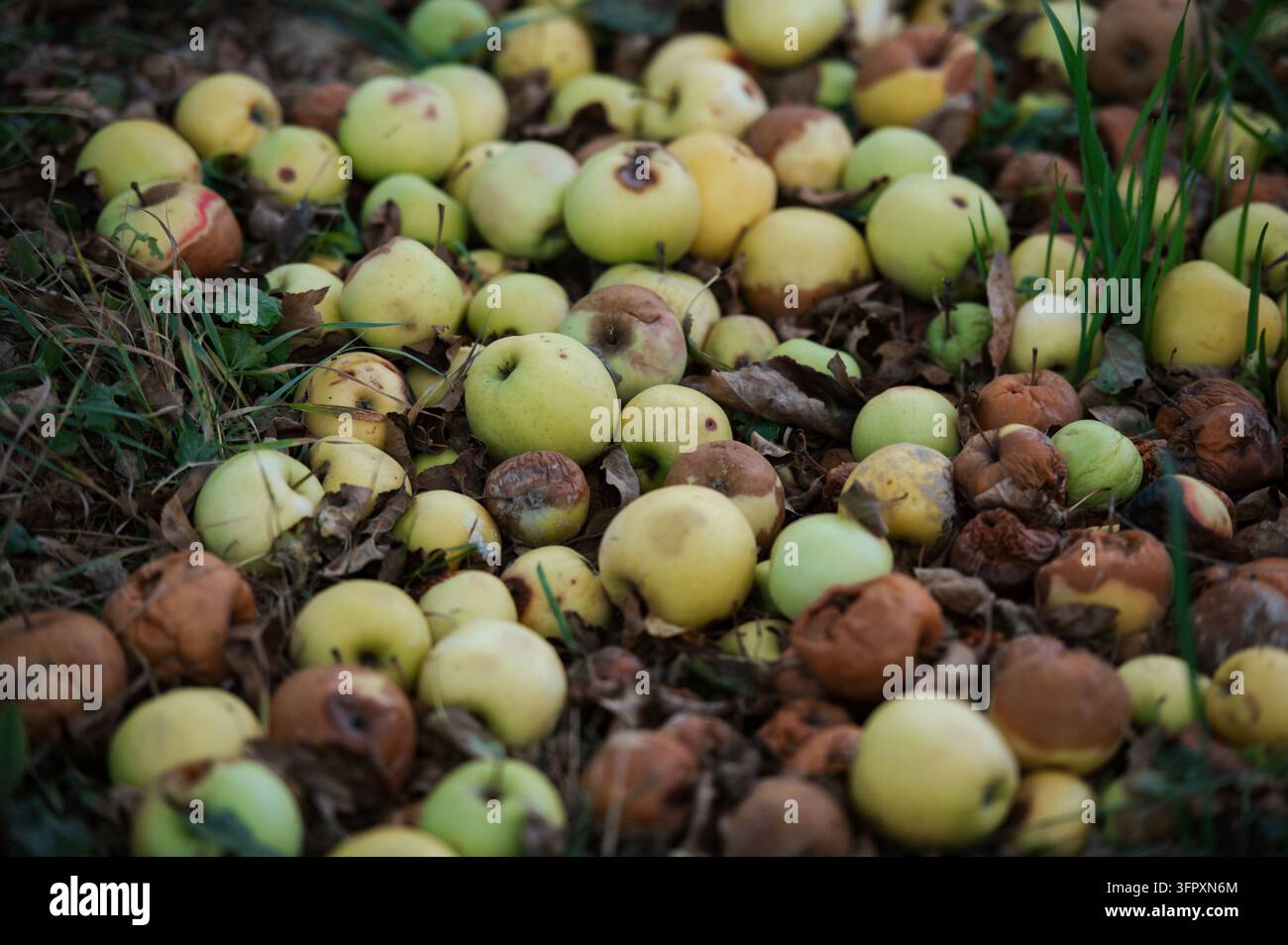 Eine Nahaufnahme von geernteten oder gefallenen Äpfeln, die auf dem Boden liegen. Natürliche Produkte, saisonale Ernte, Obstbau und landwirtschaftlicher Hintergrund. Stockfoto