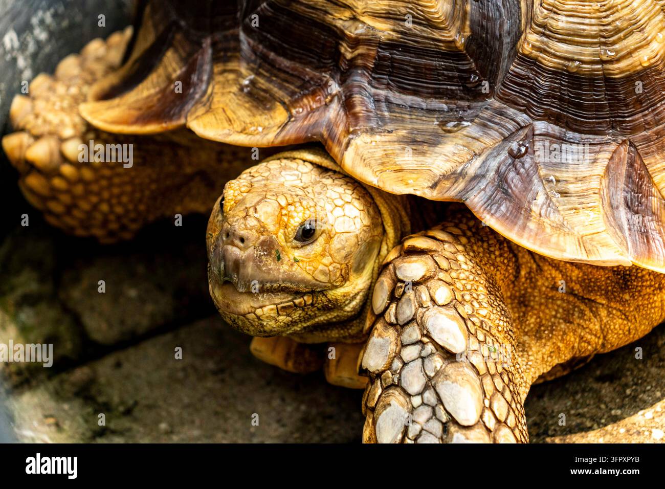 Nahaufnahme einer Riesenschildkröte, die auf felsigem Boden ruht und ihre strukturierte Schale, schuppigen Beine und ihr ruhiges, wachames Gesicht zeigt. Stockfoto