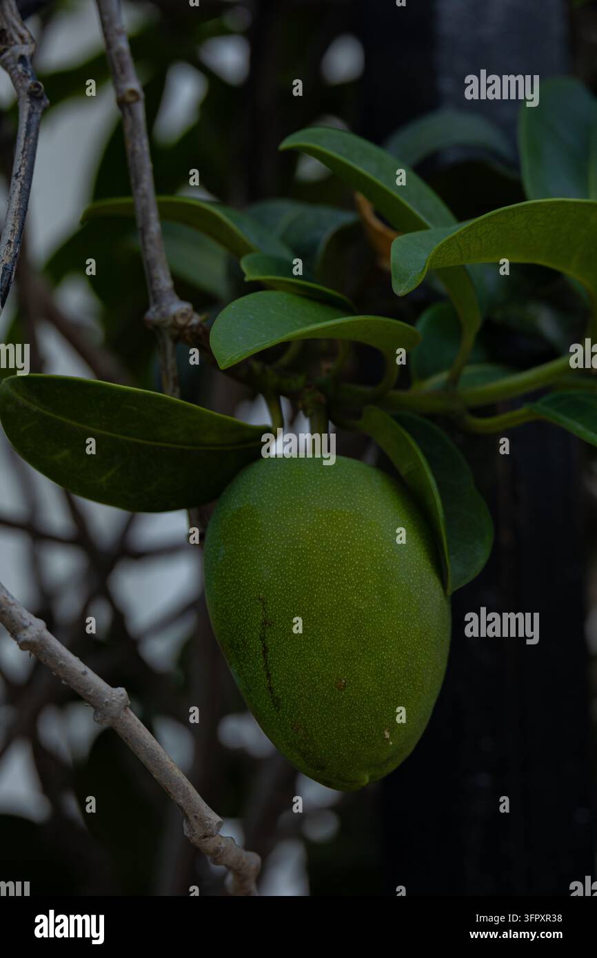 Grünes unreifes Obst, das an einem Baum zwischen üppigen Blättern wächst Stockfoto