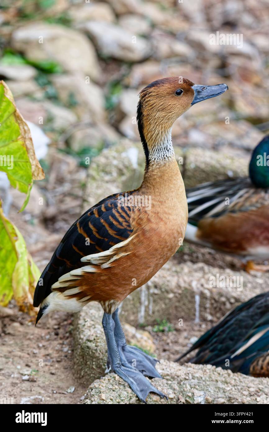 Braungelbe Pfeifente oder braungelbe Baumente (Dendrocygna bicolor) - aufrecht stehend Stockfoto
