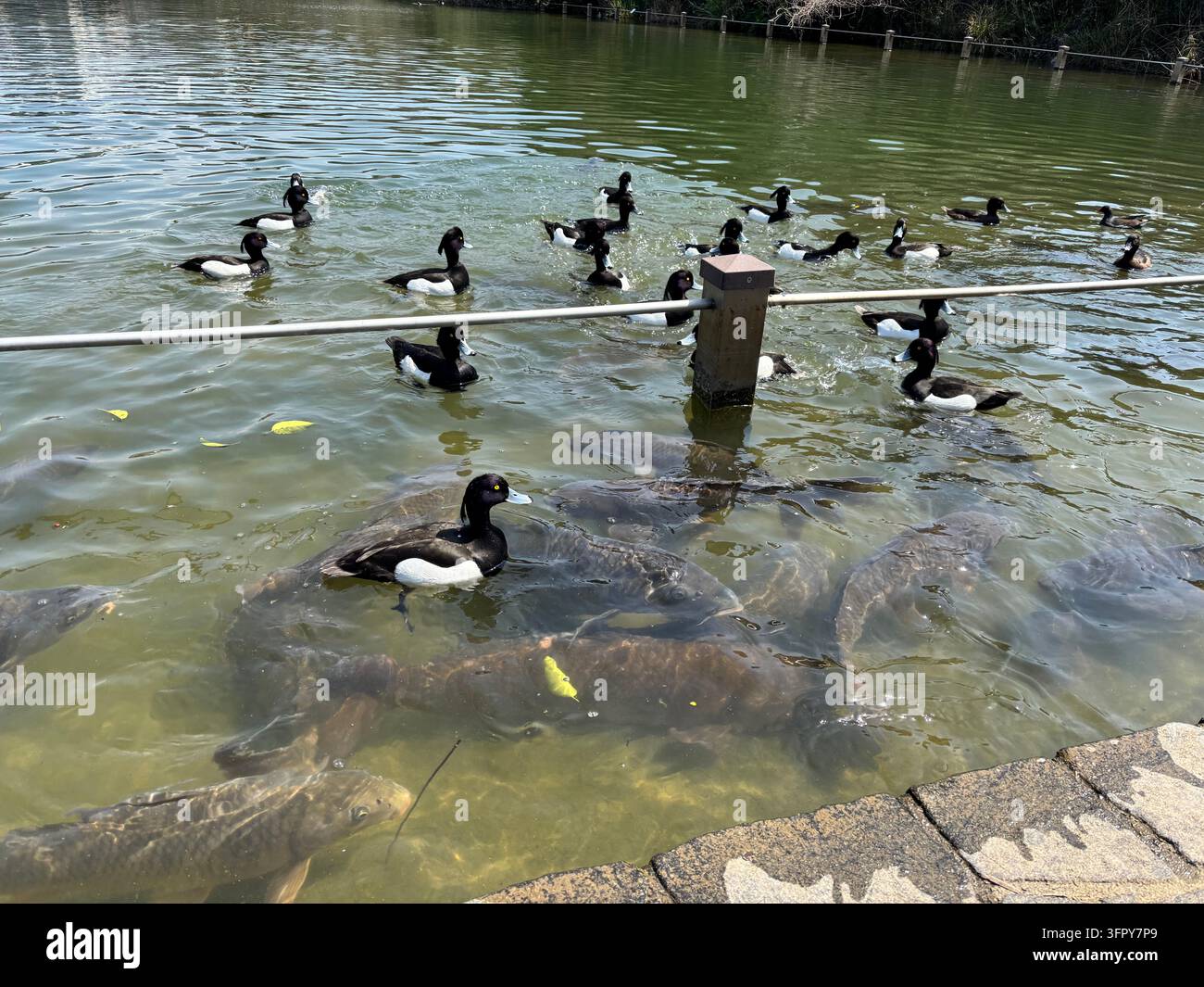 Ein Schwarm Haubentauchern, die auf der Wasseroberfläche schwimmen, mit vielen großen Karpfen, die sich unter Wasser in einem öffentlichen Parkteich in Fukuoka City, Japan, versammelt haben. - Smartphone-aufgenommenes Stockfoto