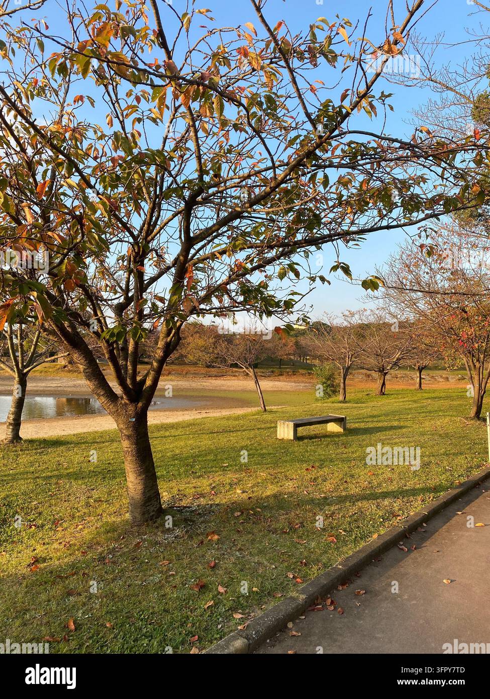 Eine ruhige Parkszene im Herbst mit Kirschblüumenbäumen, die anfangen, ihre Farbe zu ändern, einer einfachen Bank auf dem grünen Rasen und einem Teich unter einem klaren blauen Himmel. - Smartphone-aufgenommenes Stockfoto