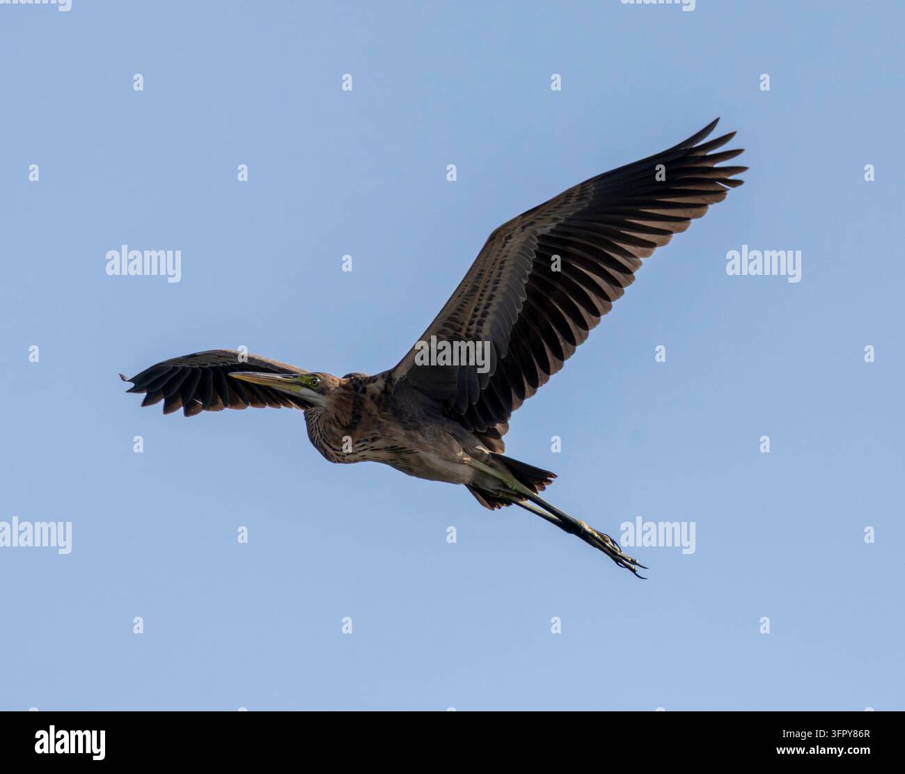 Purpurreiher fliegen (Ardea purpurea), Nil River, Luxor, Ägypten Stockfoto