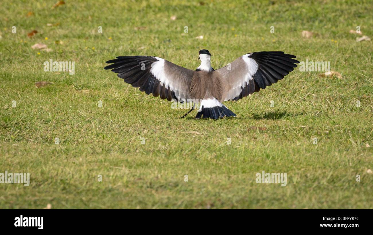 Spurflügel-Läufer oder Spurflügel-Pieper (Vanellus spinosus), Luxor, Ägypten Stockfoto
