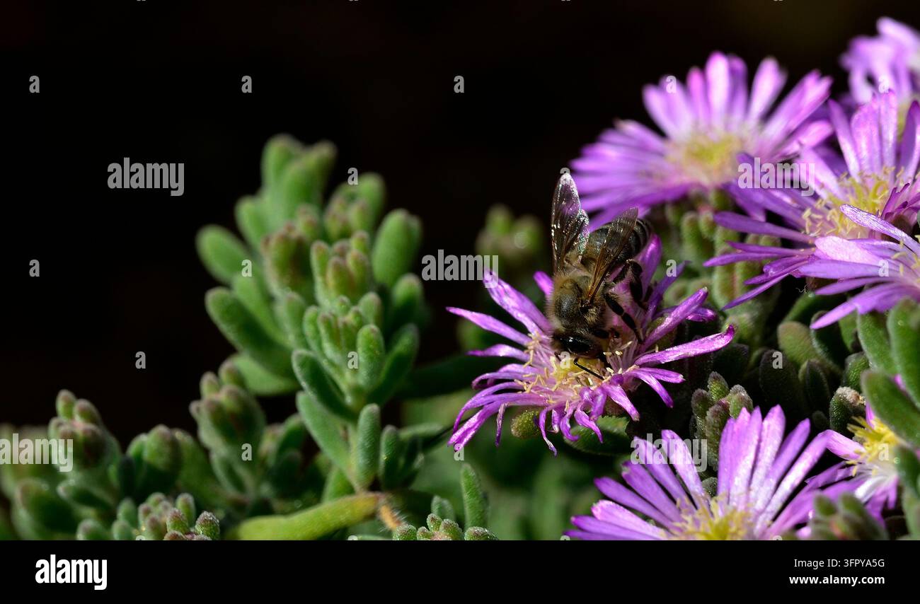 Biene fliegt von Blüte zu Blüte, um Nahrung zu sammeln. Stockfoto