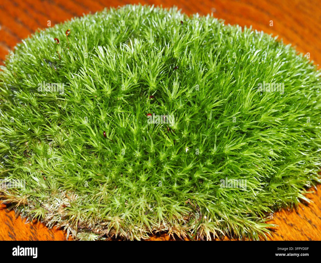 Leucobryum glaucum (Polster Moos) bildet ein dichtes, hellgrünes Polster mit kleinen rötlich-braunen Sporenkapseln. Nahaufnahme botanisches Foto. Stockfoto