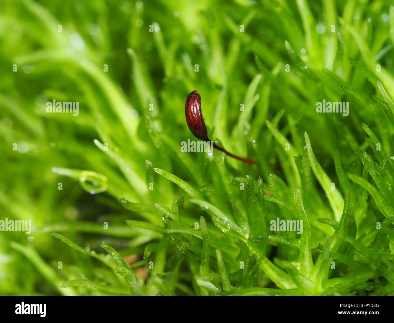 Makrofotografie einer rötlich-braunen Sporenkapsel an einem schlanken Stiel zwischen den hellgrünen Blättern von Leucobryum glaucum (Polster Moos) Stockfoto