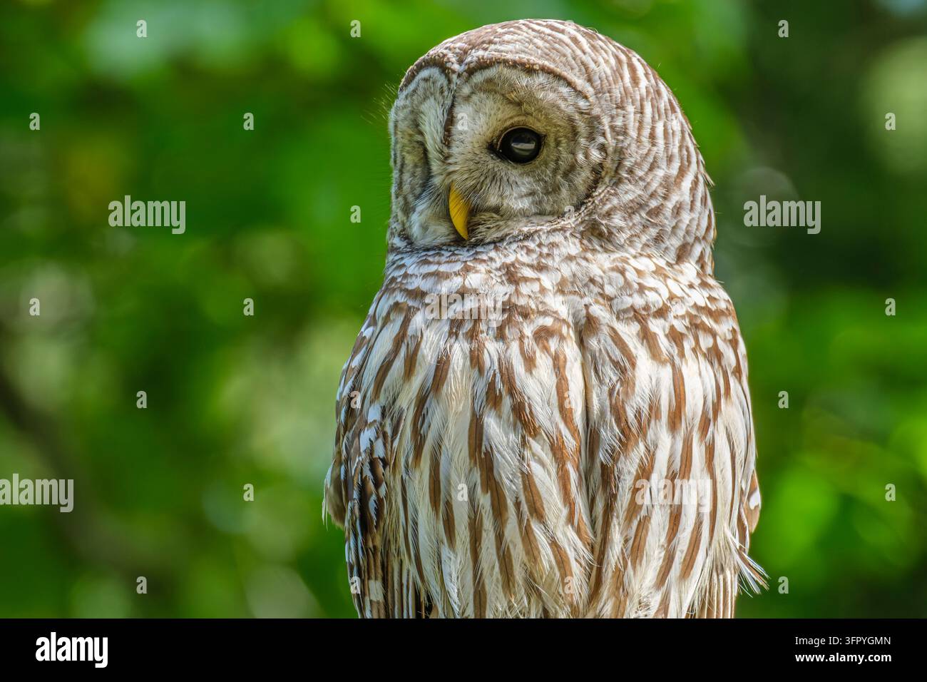 Nahaufnahme einer Streakenuhu (Strix varia) in British Columbia, Kanada Stockfoto